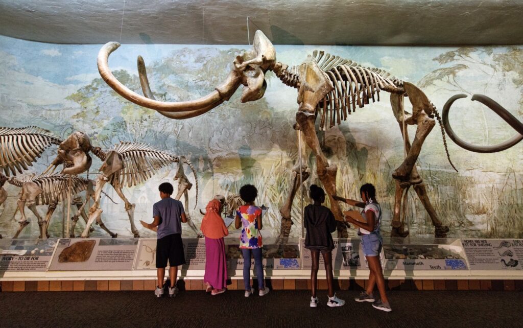 Children stand in front of dinosaur bones in Morrill Hall at UNL